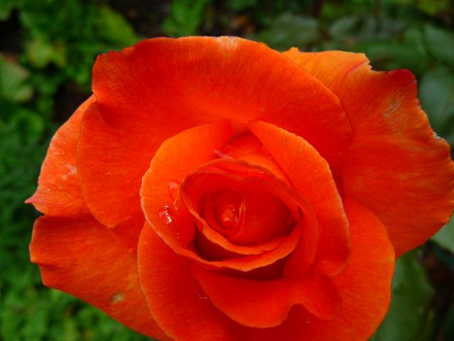 Schöne Rose 1